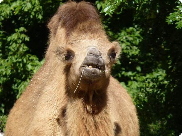 Двугорбый верблюд (лат. Camelus bactrianus)