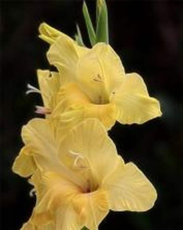 Гладиолус (Gladiolus)