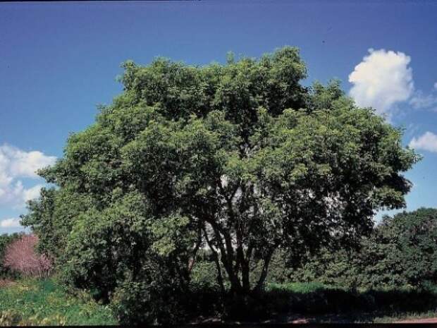 Клен ясенелистный (Acer negundo) 