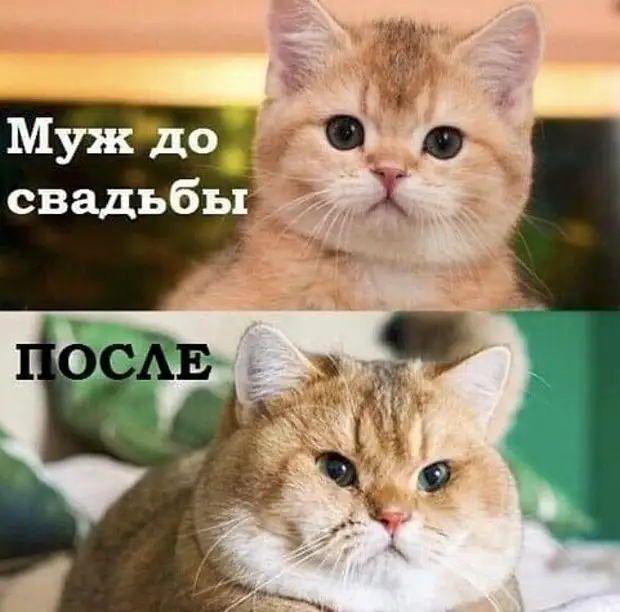 Если девушка уступает тебе место в трамвае, нет смысла за ней ухаживать Если девушка уступает тебе место в трамвае, нет смысла за ней ухаживать спрашивает, стюардесса, евреи, виски, плохо, такой, СпасибоПожал, подходит, никто, болиКогда, женщиной, Дорогая, доктор, твоей, головной, Официант, выпиваешь, компании, постели, почемуто