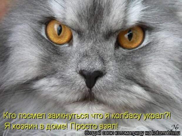 Смешная котоматрица