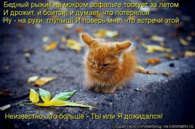 Котоматрицы (картинки с надписями)