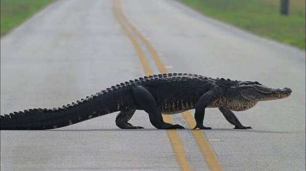 Toyota 4Runner столкнулась с аллигатором