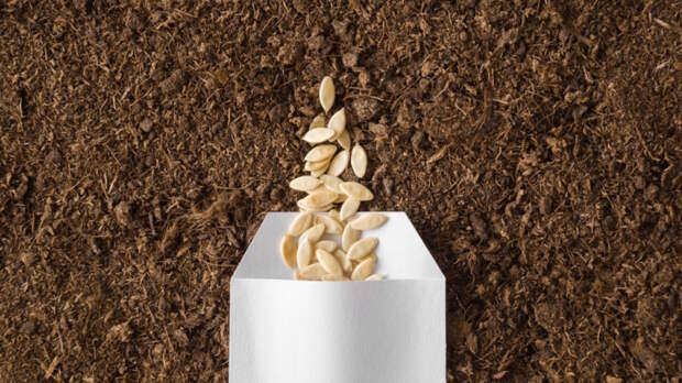 Как сажать огурцы семенами в открытый грунт: пошаговый посев и сроки