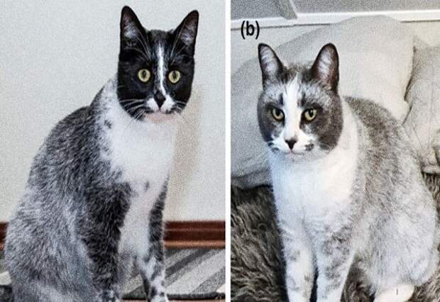 Мутация привела к появлению нового типа кошек, говорят ученые
