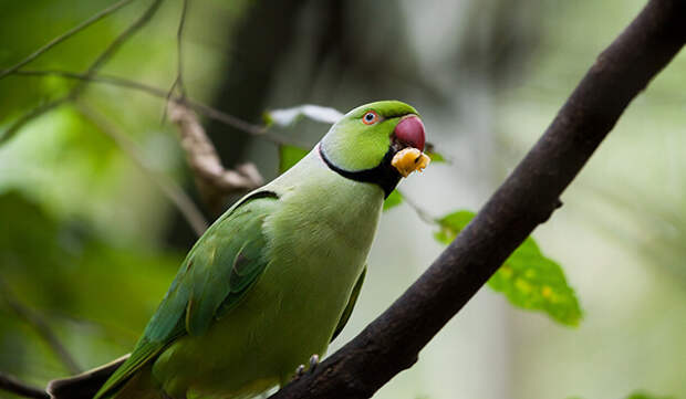 Фото: Индийский кольчатый попугай
