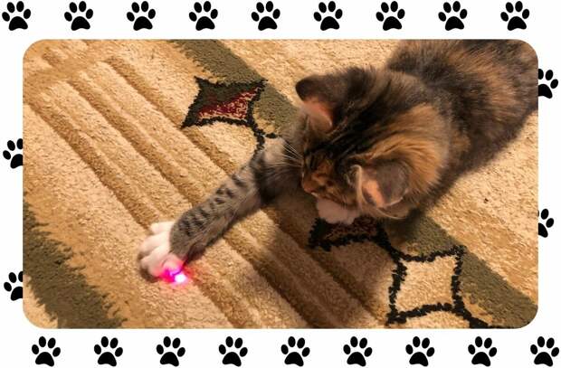 Почему кошки любят играть с лазерной указкой и опасна ли такая игра?