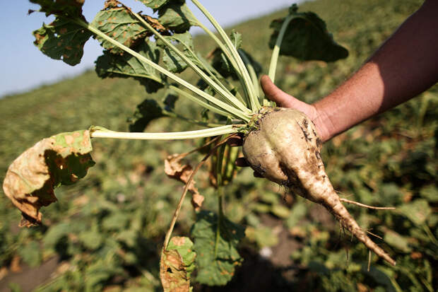 РИА Новости: свеклу нельзя есть людям с мочекаменной болезнью и гипотонией