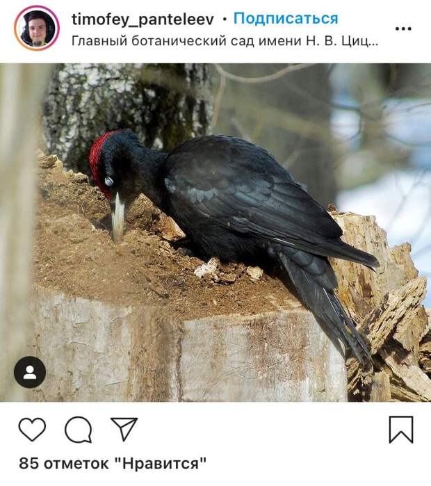 Фото дня: в Ботаническом саду запечатлели черного дятла