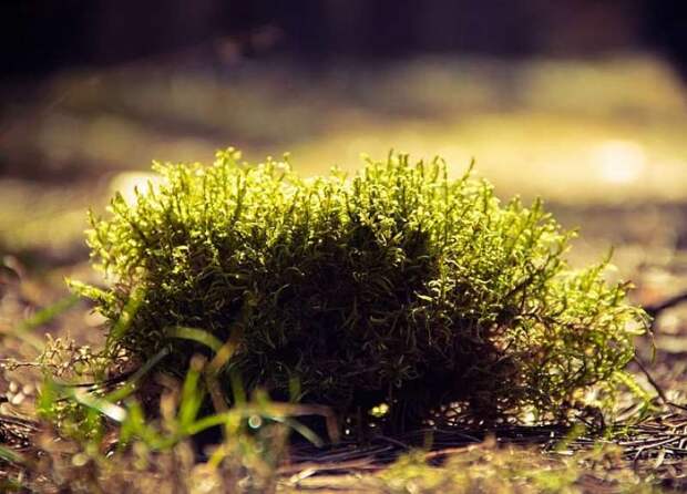 Что такое мшец, который на русском Севере запускал в дом нечистую силу