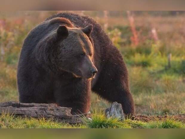 В Забайкалье медведь пришёл на свалку в поисках еды
