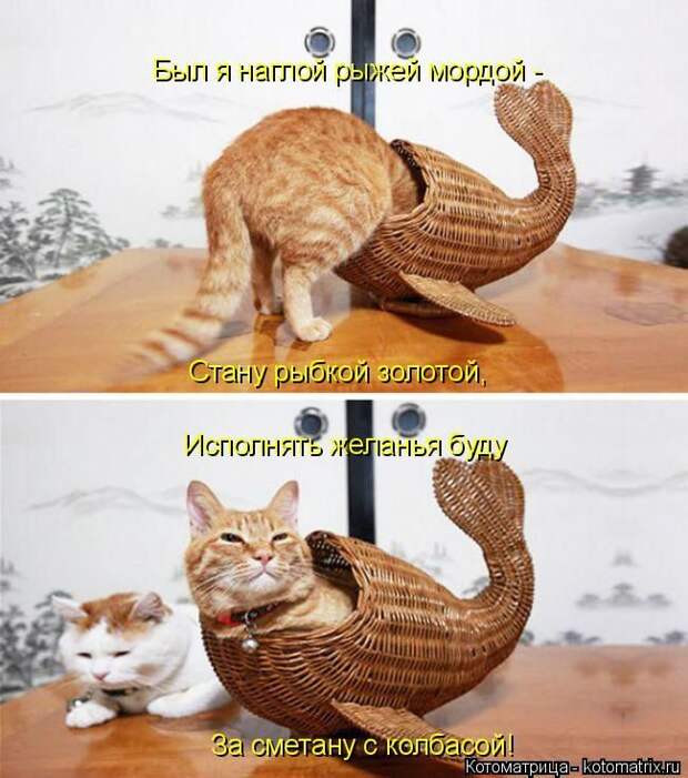 Лучшие котоматрицы недели