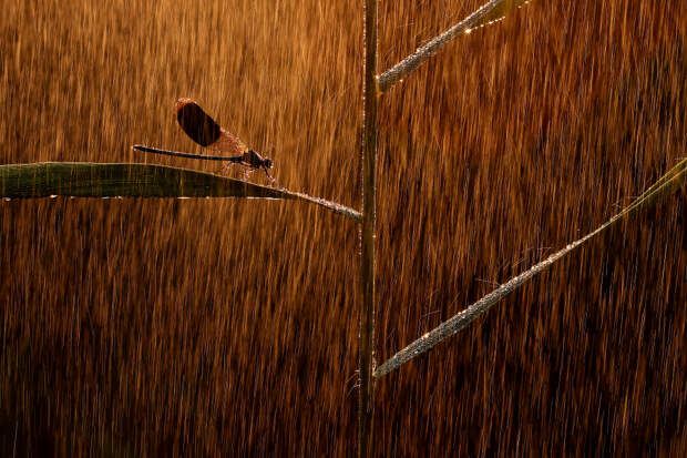 Победитель в категории «Другие животные»: снимок с названием «Под дождем»