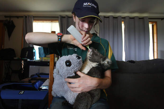 Раненая коала