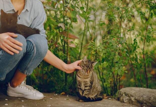 Кошки больше любят людей, не являющихся «кошатниками», показала наука