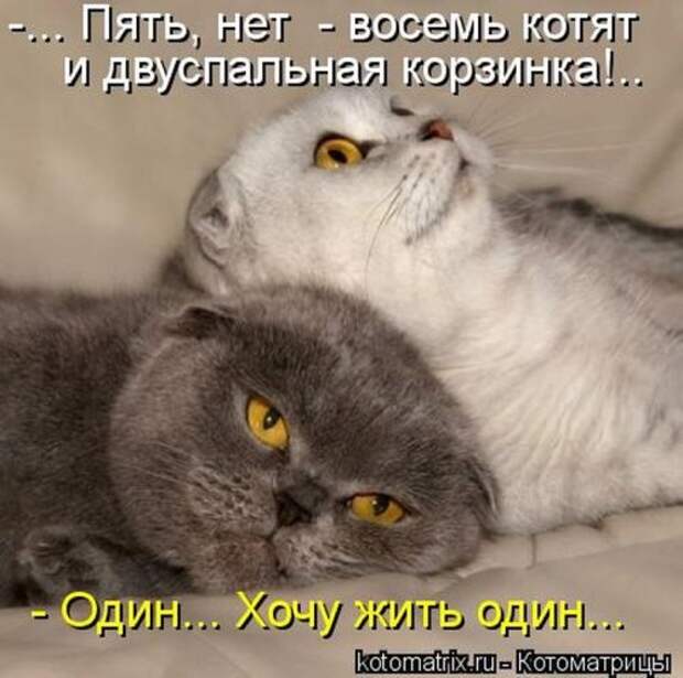 Лучшие котоматрицы недели (28 фото)