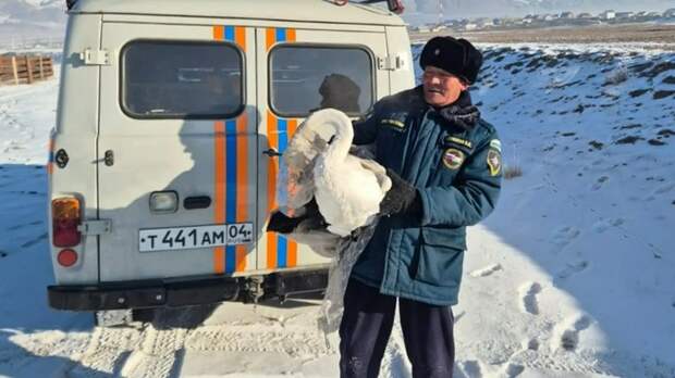Алтайские спасатели разогнали стаю собак, напавшую на лебедя в Кош-Агаче