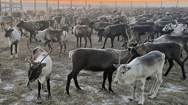 На Ямале началась вакцинация оленей против сибирской язвы