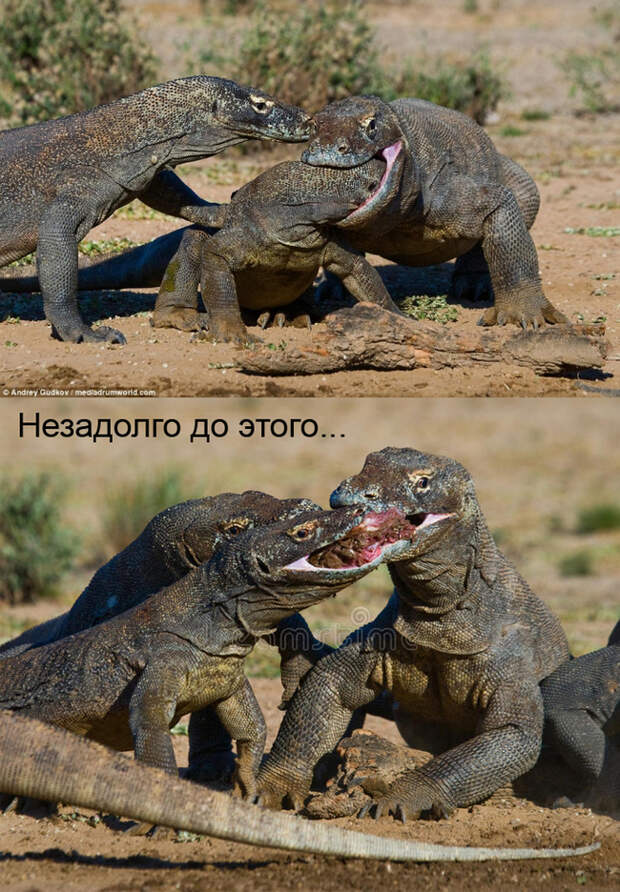 Комодский варан: рождённый убивать комодский варан, варан, Животные, ящерица, длиннопост
