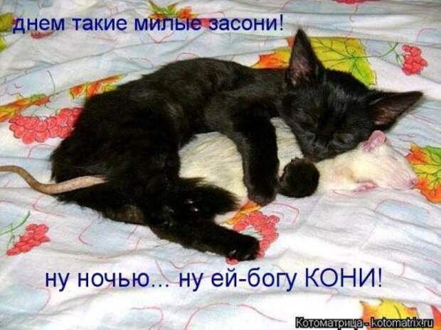 Сборник весёлых котоматриц (35 шт)