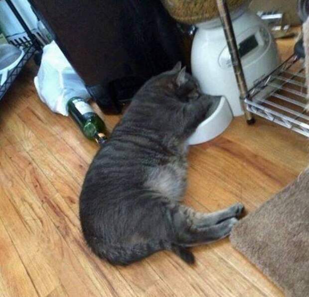 14 кошек, которые умеют спать со вкусом