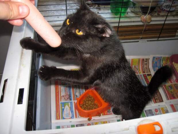 Котенок без ушка не мог даже опереться на лапку кот, котенок, черный кот