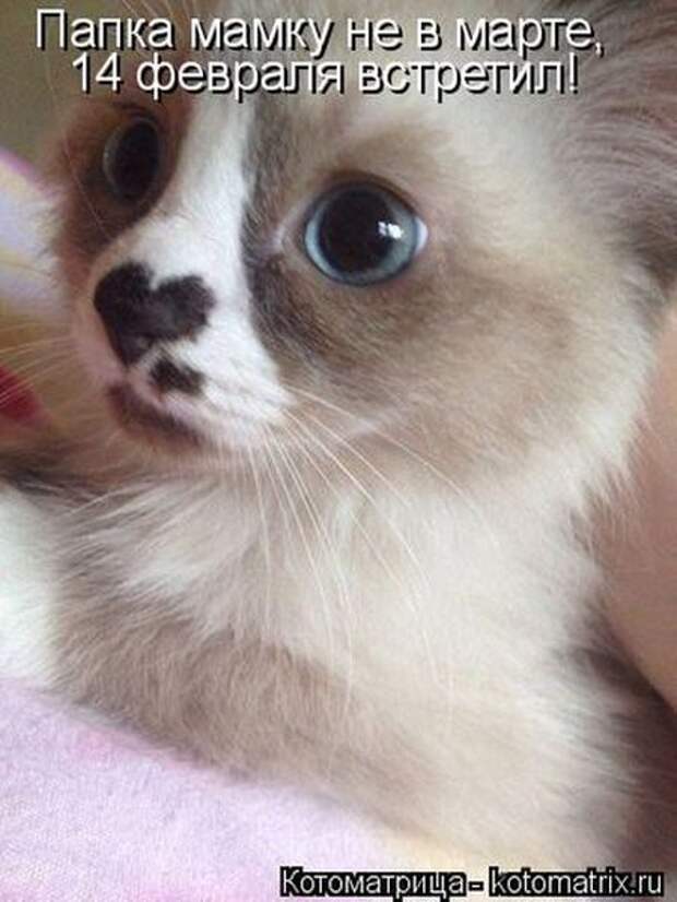 Лучшие котоматрицы недели