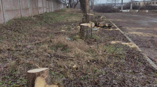 В Керчи незаконно вырубили деревья