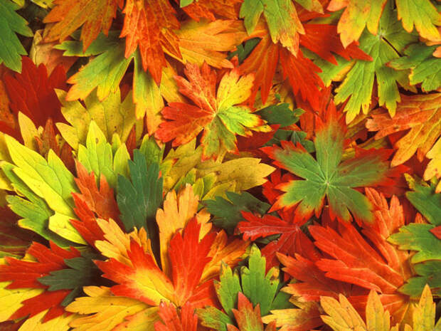 http://www.irannaz.com/user_files/image/albom/paeez/8.jpg