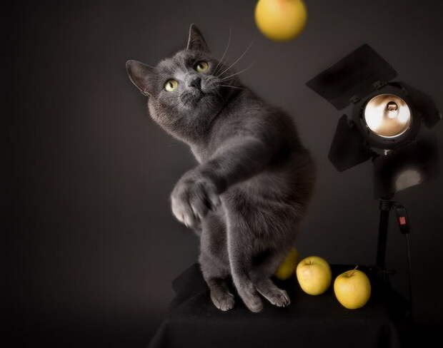 Фотографы шутят - кошки-17 Фотографы шутят - кошки-17