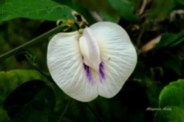 Clitoria Pictures