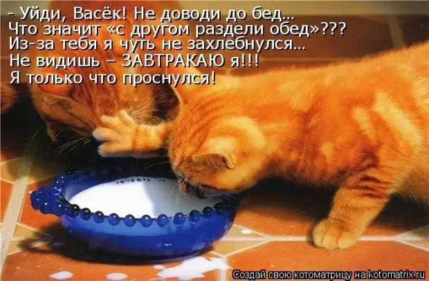 Лучшие котоматрицы
