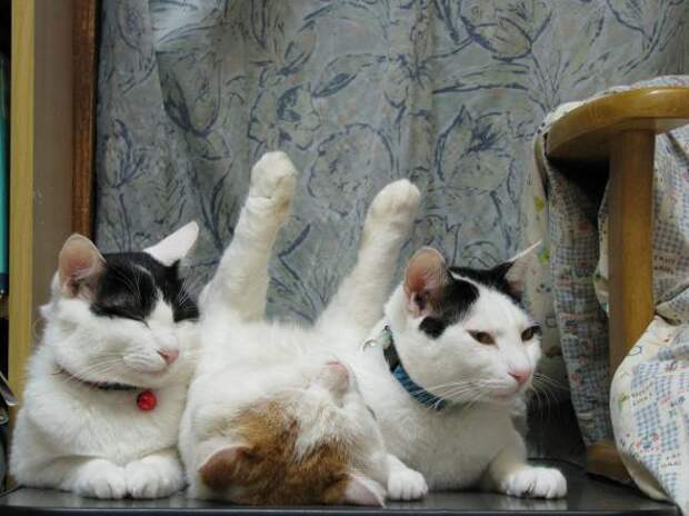 Котики
