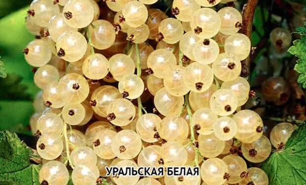 смородина белая Уральская белая