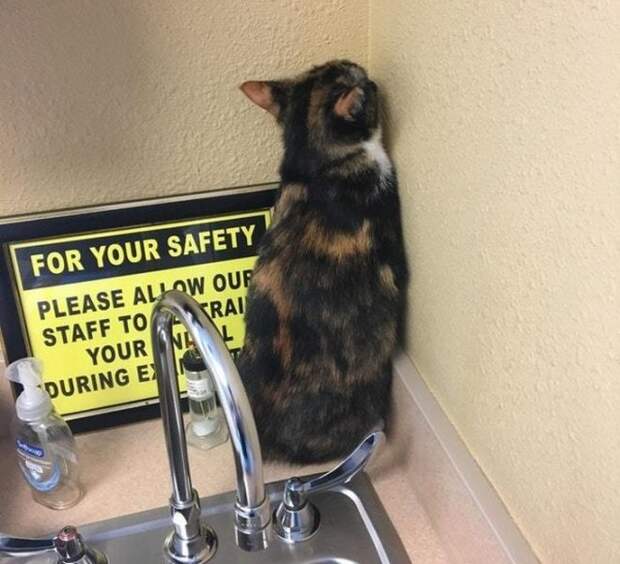 кот точит ногти