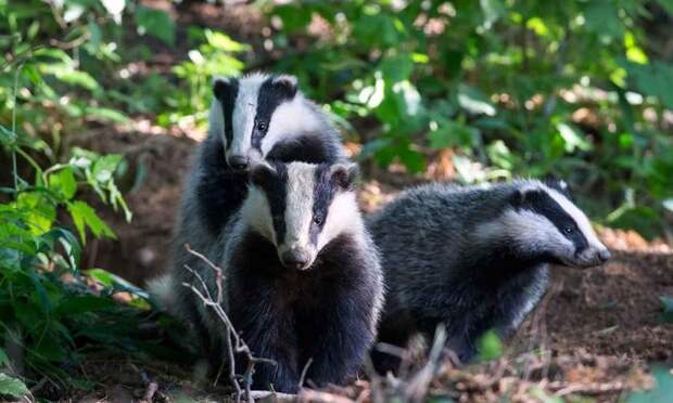 Блог - Создания, которые любят игры, уборку и походы в гости: 7 любопытных фактов о барсуках Создания, которые любят игры, уборку и походы в гости: 7 любопытных фактов о барсуках