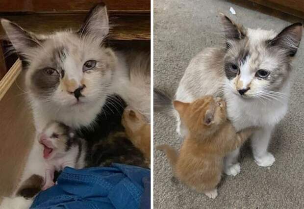 Родительские будни из животного мира на снимках