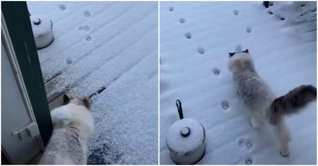 Кошка обожает гулять зимой, но не любит снег