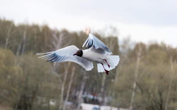 Минприроды начал мониторинг диких животных в Рязанской области