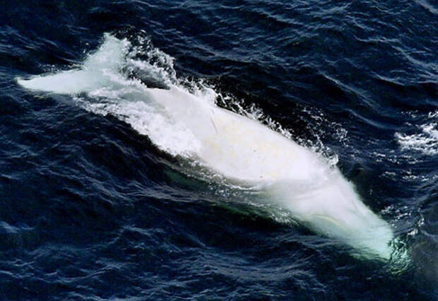 Кит-альбинос