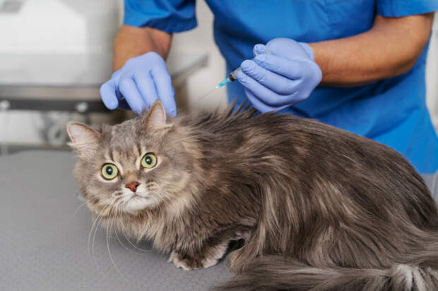 Ветеринарам могут разрешить лечить животных препаратами, предназначенными для людей