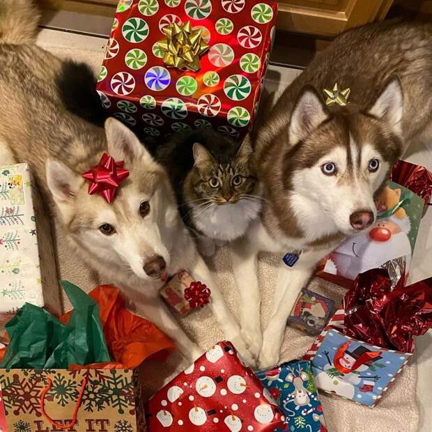 7 очаровательных фото котенка, которого вырастили хаски