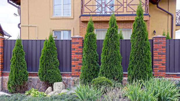 Не дайте туям засохнуть: 5 весенних процедур, о которых молчат в питомниках