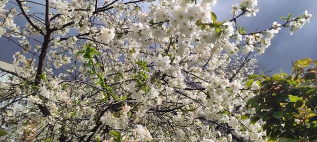 Апрельские заморозки на Кубани? Грозит ли смерть фруктовым деревьям
