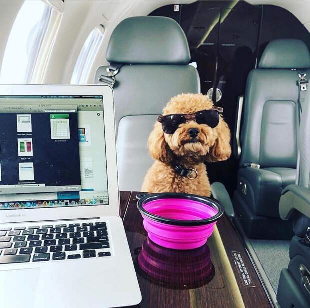 Rich Dogs Of Instagram: о жизни состоятельных собак