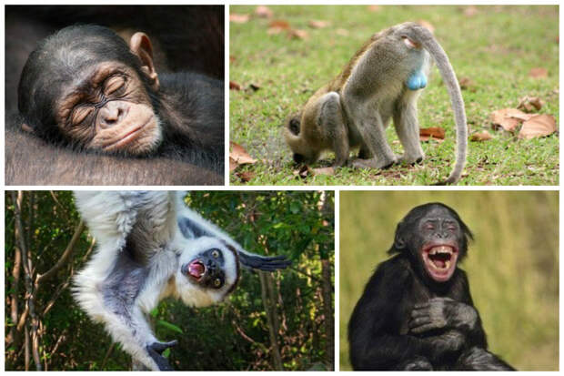 Очень примечателен тот факт, что обезьяны никогда не простужаются. интересное, обезьяны, факты, фауна
