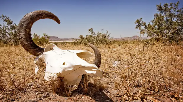 «Место слонов займут крысы»: учёные предрекли исчезновение крупных млекопитающих к концу XXI века