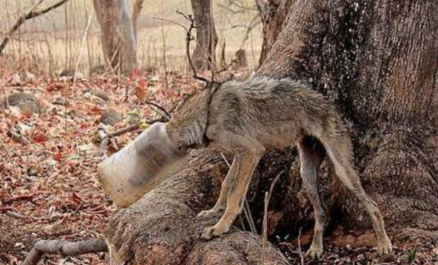 Худой волк с бутылкой на голове вышел из леса навстречу людям