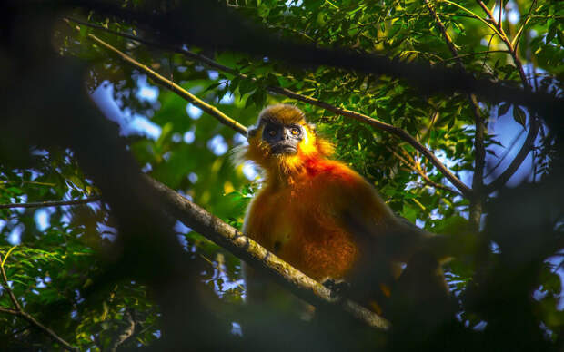 Гиббон, одним из самых исчезающих видов приматов в Индии, 9 октября 2014 г. (Фото: AFP Photo)