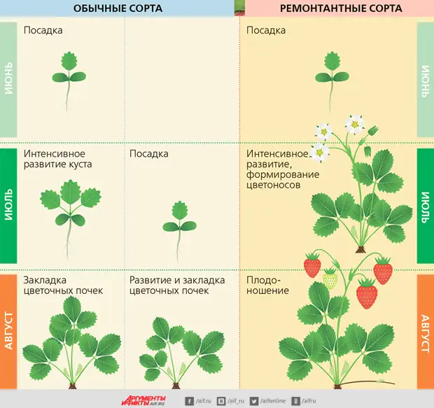 Схема посадки клубники королева елизавета